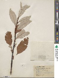 Salix alaxensis var. longistylis image