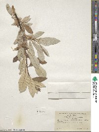 Salix alaxensis var. longistylis image