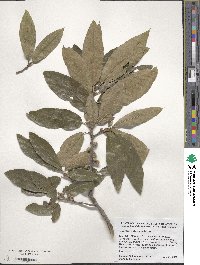 Quercus imbricaria image