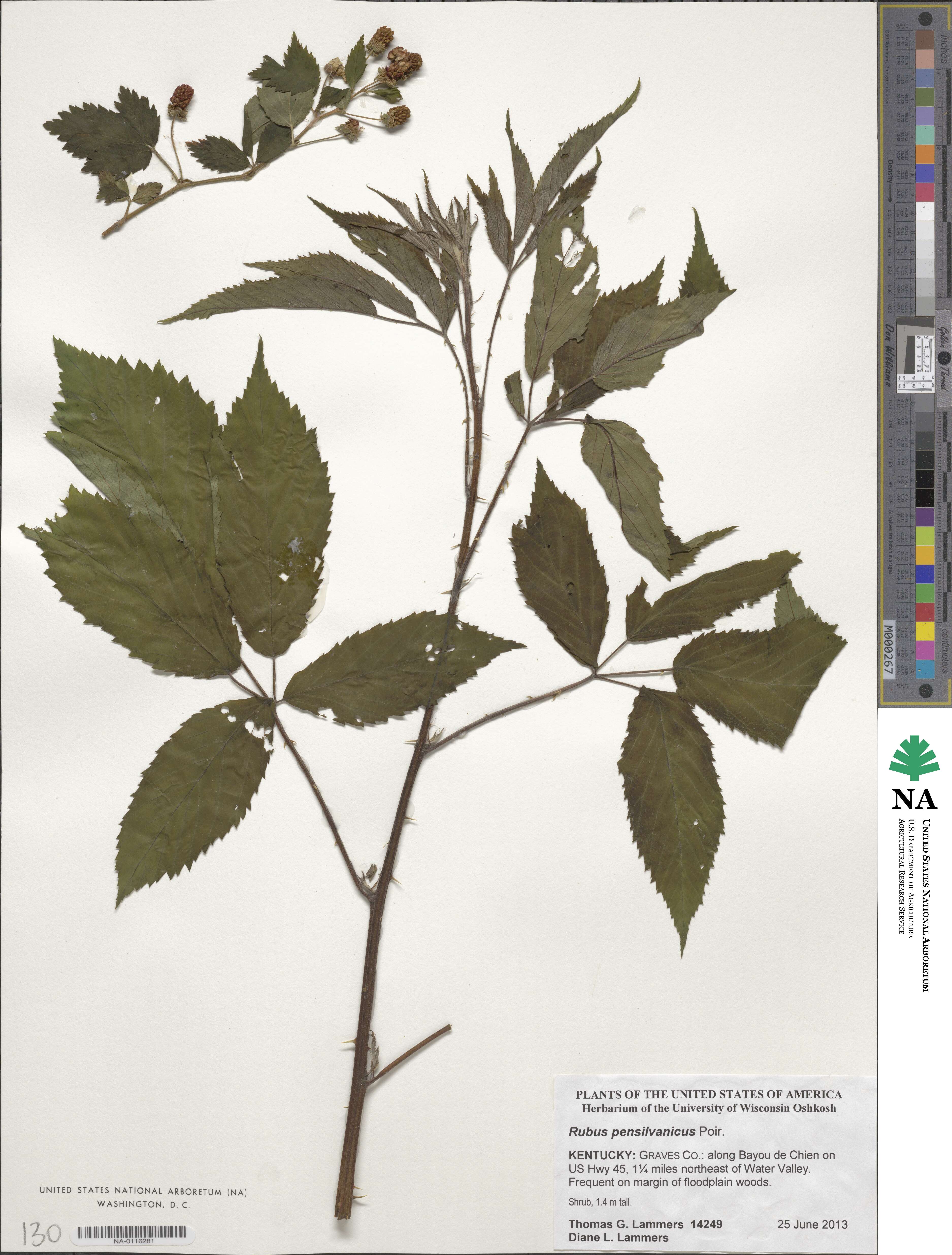 Rubus pensilvanicus image