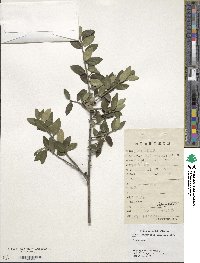 Ilex vomitoria image