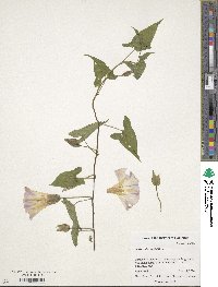 Convolvulus arvensis image