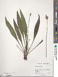 Plantago lanceolata image