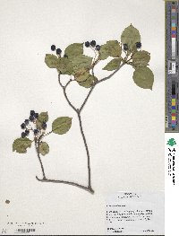 Viburnum lentago image