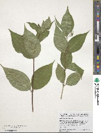 Diervilla lonicera image