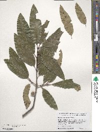 Quercus imbricaria image