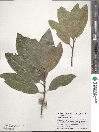 Quercus imbricaria image