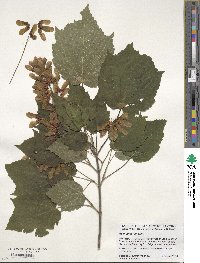 Acer spicatum image