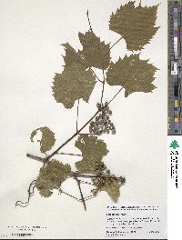 Vitis riparia image