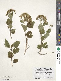 Physocarpus opulifolius image