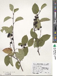 Amelanchier laevis image