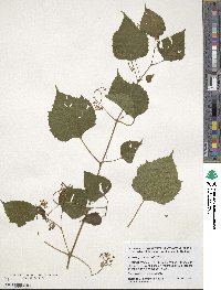 Ampelopsis cordata image