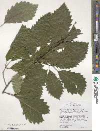 Quercus muehlenbergii image