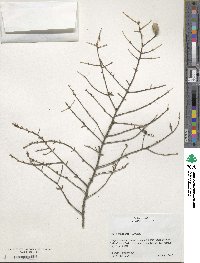 Tsuga canadensis image