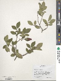 Vaccinium corymbosum image