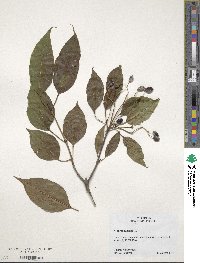 Viburnum lentago image