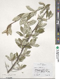 Elaeagnus umbellata image