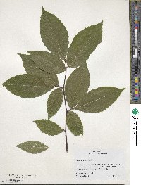 Fagus grandifolia image