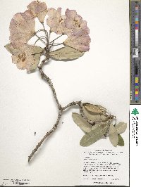 Rhododendron fortunei image