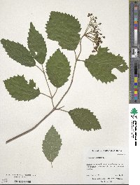 Viburnum dentatum image