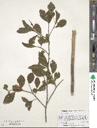 Image of Salix atrocinerea