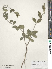 Euonymus fortunei image