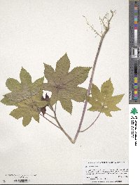 Ricinus communis image