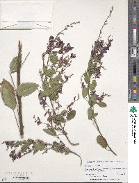 Lespedeza bicolor image