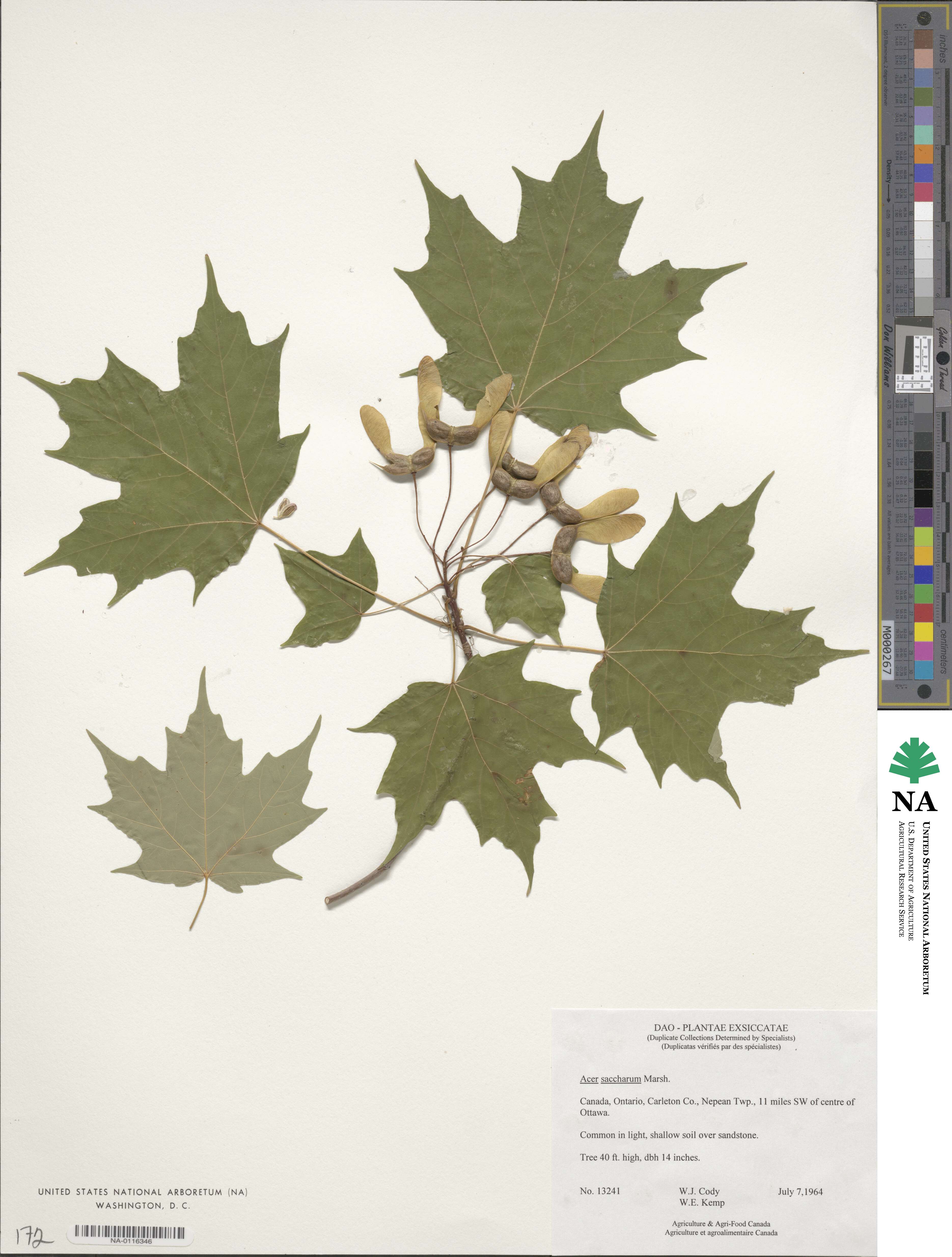 Acer saccharinum image