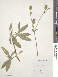 Silene latifolia image