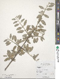 Image of Shepherdia argentea