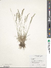 Poa secunda image