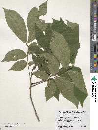 Carya cordiformis image