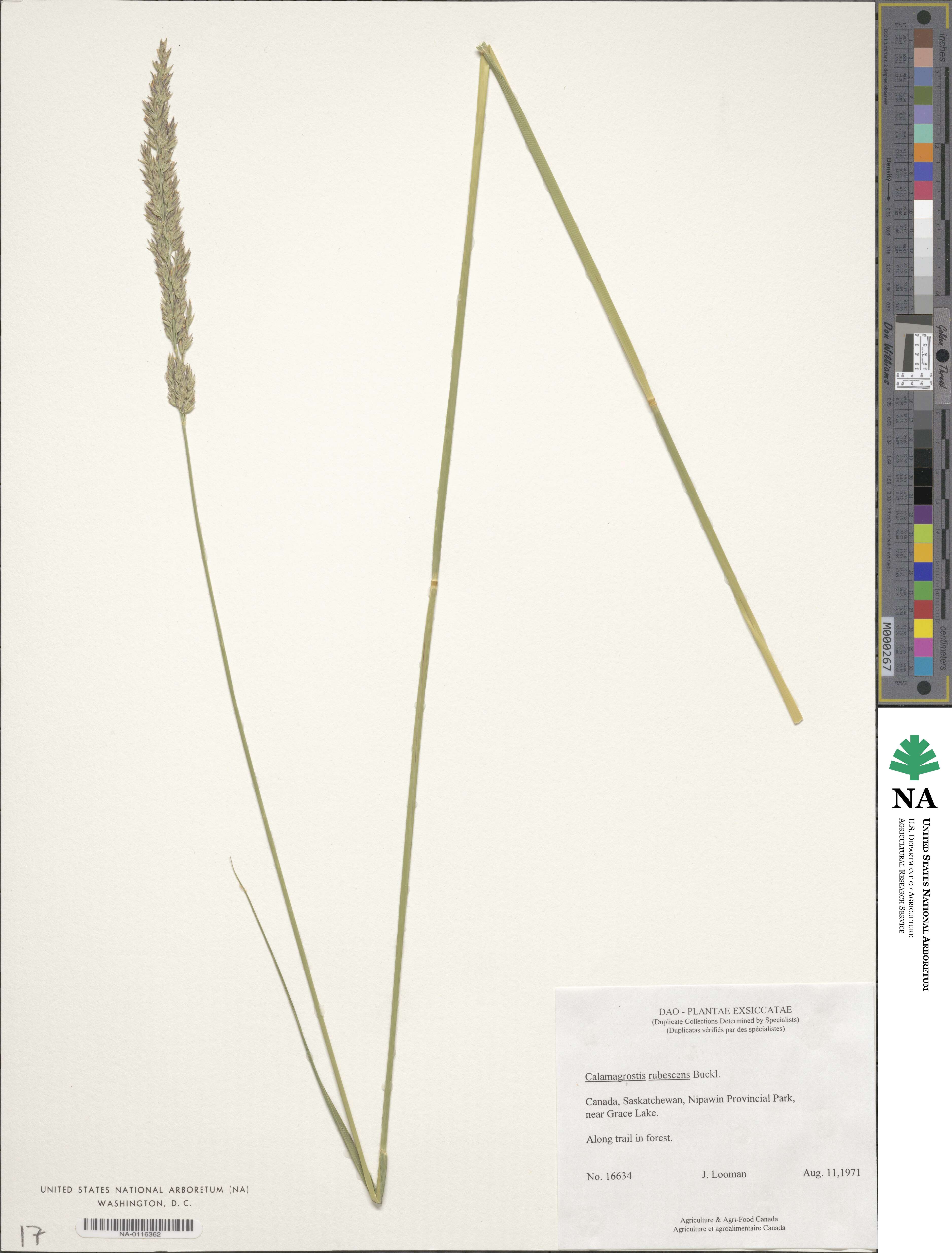 Calamagrostis rubescens image