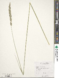 Calamagrostis rubescens image