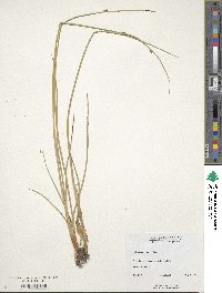 Schoenoplectus americanus image