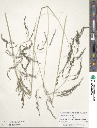 Eragrostis curvula image