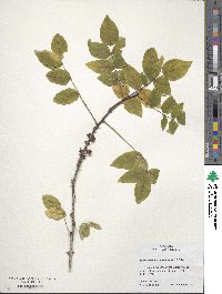 Zanthoxylum americanum image