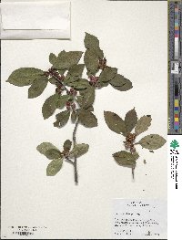 Ilex verticillata image