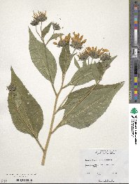 Helianthus tuberosus image