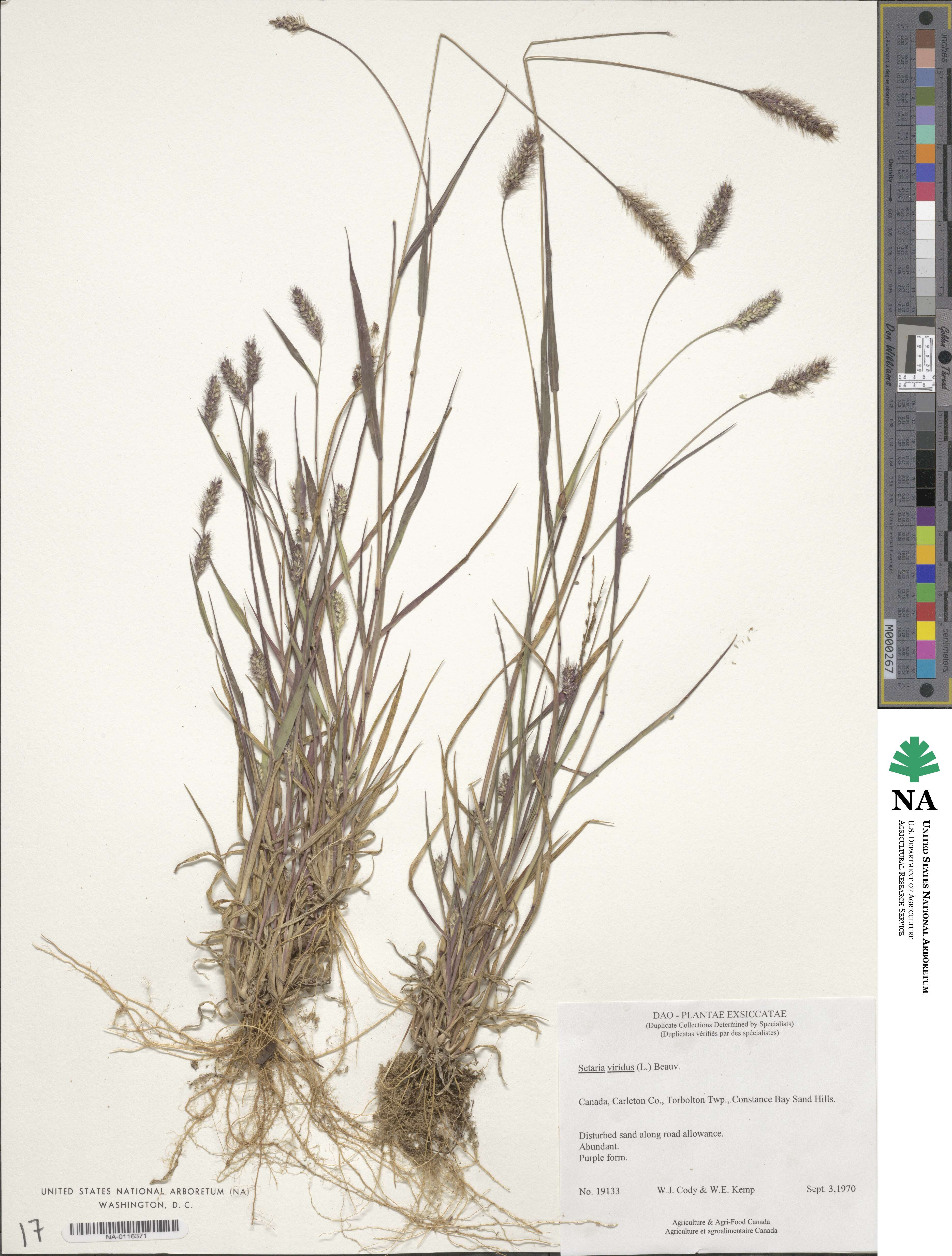 Setaria viridis image