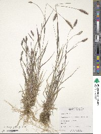 Setaria viridis image