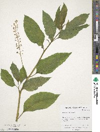 Phytolacca americana image