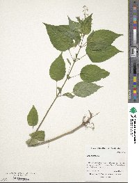 Circaea alpina subsp. pacifica image