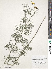 Coreopsis verticillata image