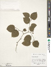 Smilax rotundifolia image