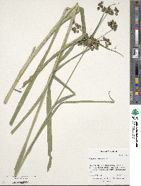 Scirpus atrovirens image