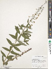 Lysimachia quadrifolia image