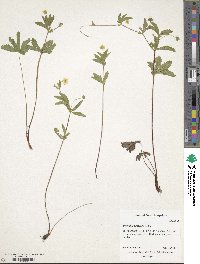 Potentilla simplex image