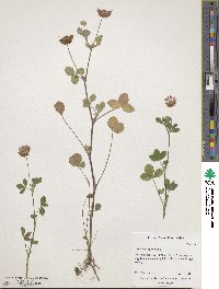 Trifolium hybridum image